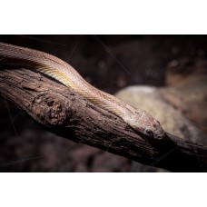 Serpiente del maizal - Guttata anery motley